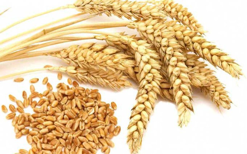 Lúa mạch có tốt cho bạn không? Dinh dưỡng, lợi ích và cách nấu