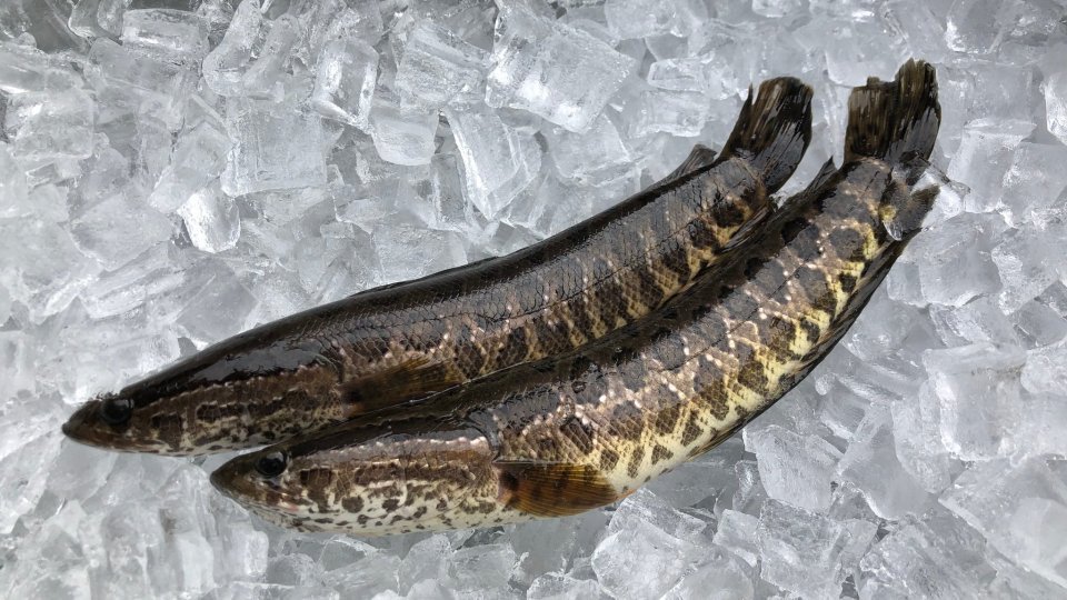 Thành phần dinh dưỡng của cá lóc