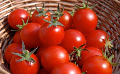 Hàng ngày ăn cà chua nhiều có tốt không?