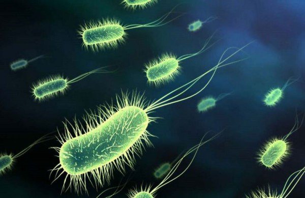 Vi khuẩn HP dạ dày có tái phát không?